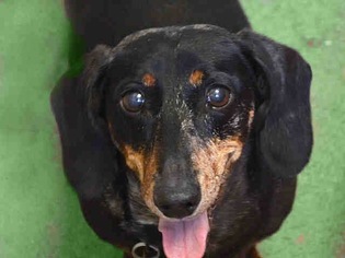 Dachshund Dogs for adoption in Littleton, CO, USA