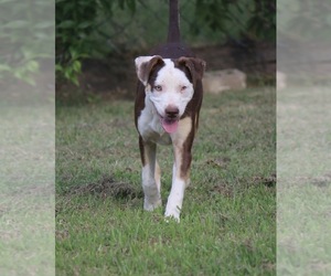 Alaskan Husky-American Staffordshire Terrier Mix Dogs for adoption in Arlington, TX, USA