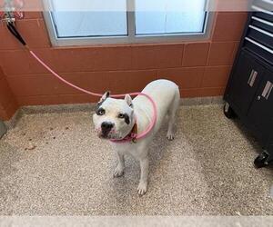 American Pit Bull Terrier Dogs for adoption in Pueblo, CO, USA