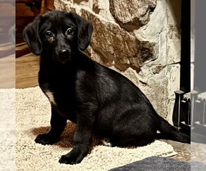 Labrador Retriever-Unknown Mix Dogs for adoption in Mechanicsburg, PA, USA