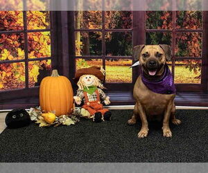 Black Mouth Cur-Unknown Mix Dogs for adoption in Sanford, FL, USA