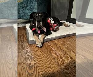 Rottweiler-Unknown Mix Dogs for adoption in Louisville, KY, USA