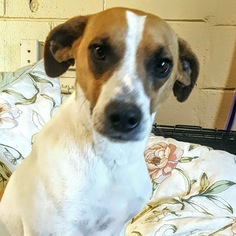Medium Photo #1 Beagle-Italian Greyhound Mix Puppy For Sale in Brownsboro, AL, USA