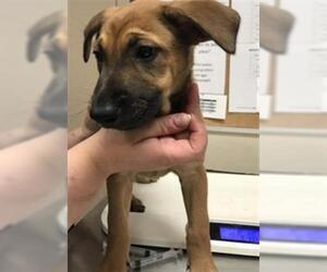German Shepherd Dog-Unknown Mix Dogs for adoption in Conroe, TX, USA