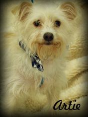 Bichon Frise-Unknown Mix Dogs for adoption in Anaheim Hills, CA, USA