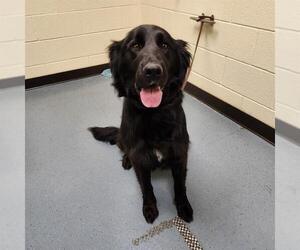 English Setter-Unknown Mix Dogs for adoption in Denver, CO, USA