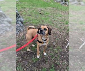 Puggle Dogs for adoption in Framingham, MA, USA
