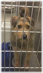 Unknown-Welsh Terrier Mix Dogs for adoption in Akron, OH, USA