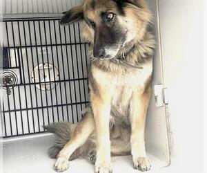 German Shepherd Dog-Unknown Mix Dogs for adoption in Houston, TX, USA
