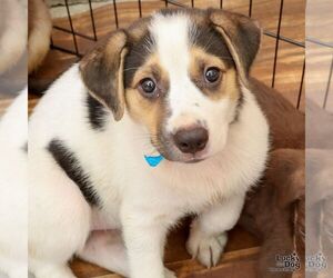 Australian Shepherd-Pembroke Welsh Corgi Mix Dogs for adoption in Washington, DC, USA