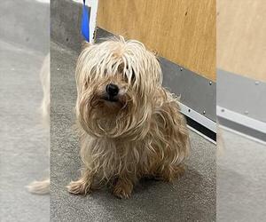 Mutt Dogs for adoption in Forestville, MD, USA