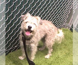 Mutt Dogs for adoption in Downey, CA, USA