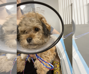 Mutt Dogs for adoption in Spring, TX, USA