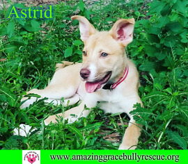 Alaskan Husky Dogs for adoption in Pensacola, FL, USA