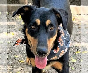 Huskies -Unknown Mix Dogs for adoption in Godley, TX, USA