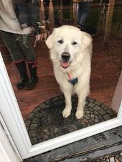 Great Pyrenees Dogs for adoption in Centreville, VA, USA
