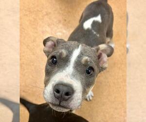 American Pit Bull Terrier-Unknown Mix Dogs for adoption in Martinez, CA, USA