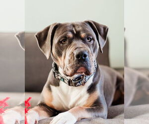 Staffordshire Bull Terrier-Unknown Mix Dogs for adoption in Princeton, MN, USA