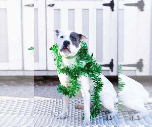 American Pit Bull Terrier-Unknown Mix Dogs for adoption in St. Ann, MO, USA
