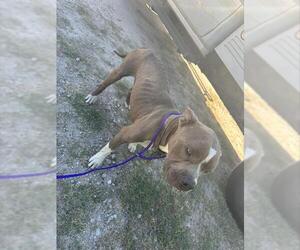 American Pit Bull Terrier Dogs for adoption in Houston, TX, USA