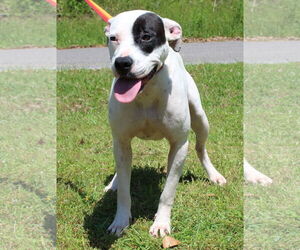 American Pit Bull Terrier-Unknown Mix Dogs for adoption in Prattville, AL, USA