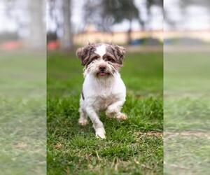 Shih Tzu Dogs for adoption in Pearland, TX, USA