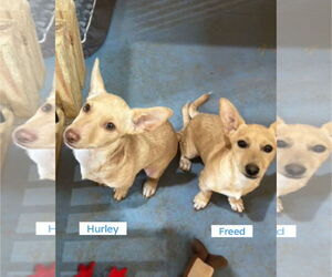 Pembroke Welsh Corgi-Unknown Mix Dogs for adoption in Pottstown, PA, USA