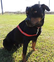 Saint Bernard Dogs for adoption in Lake Jackson, TX, USA