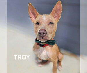 - Mix Dogs for adoption in Maryville, TN, USA