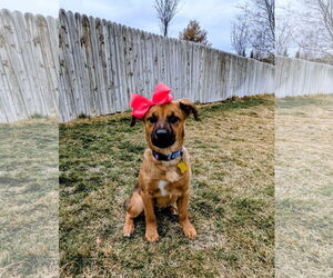 Black Mouth Cur-Unknown Mix Dogs for adoption in Sandy, UT, USA