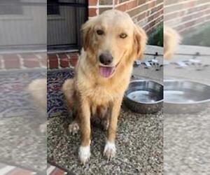 Golden Retriever-Unknown Mix Dogs for adoption in FORT WORTH, TX, USA