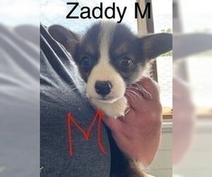 Mutt Dogs for adoption in Studio City, CA, USA