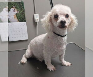 Maltese-Unknown Mix Dogs for adoption in Las Vegas, NV, USA