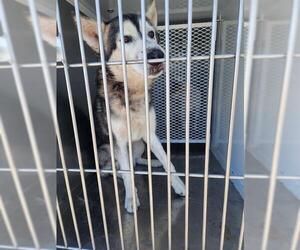- Mix Dogs for adoption in Bakersfield, CA, USA