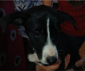 Mutt Dogs for adoption in Lodi, CA, USA
