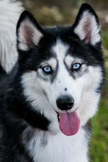Siberian Husky Dogs for adoption in Miami, FL, USA
