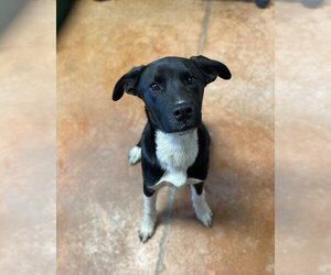Borador Dogs for adoption in Bolivar, MO, USA
