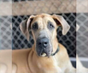 Great Dane Dogs for adoption in Palm Beach, FL, USA