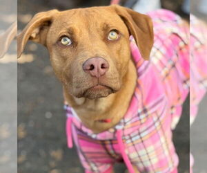 Rhodesian Ridgeback-Unknown Mix Dogs for adoption in Canton, CT, USA