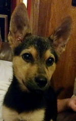 Australian Shepherd-German Shepherd Dog Mix Dogs for adoption in Alvin, TX, USA