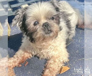 Shih Tzu-Unknown Mix Dogs for adoption in Washington, DC, USA