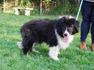 Border Collie Dogs for adoption in Louisville, KY, USA