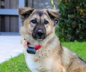 Australian Shepherd-Unknown Mix Dogs for adoption in El Cajon, CA, USA