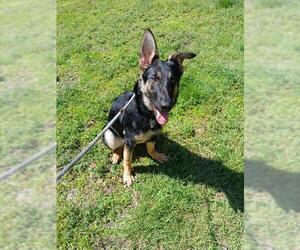 German Shepherd Dog Dogs for adoption in Springfield, MA, USA