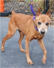 Miniature Pinscher Dogs for adoption in Huntington, NY, USA