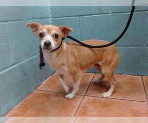 Chihuahua Dogs for adoption in Downey, CA, USA
