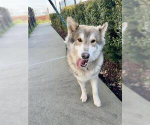 Siberian Husky Dogs for adoption in San Martin, CA, USA