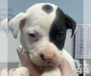 Labrador Retriever-Unknown Mix Dogs for adoption in Washington, DC, USA