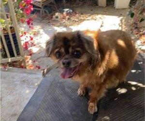 Pekingese-Tibetan Spaniel Mix Dogs for adoption in Santa Ana, CA, USA