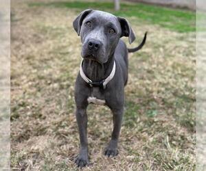 American Staffordshire Terrier-Unknown Mix Dogs for adoption in Modesto, CA, USA